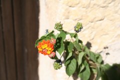 IMG_5905