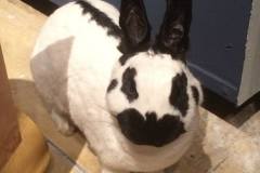 1238989_284149688407629_1485804654_n_284149688407629