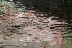 IMG_6254