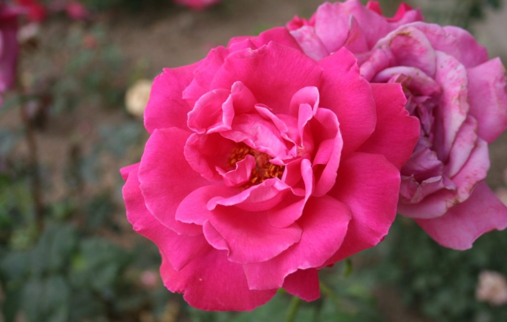Jardin Des Plantes